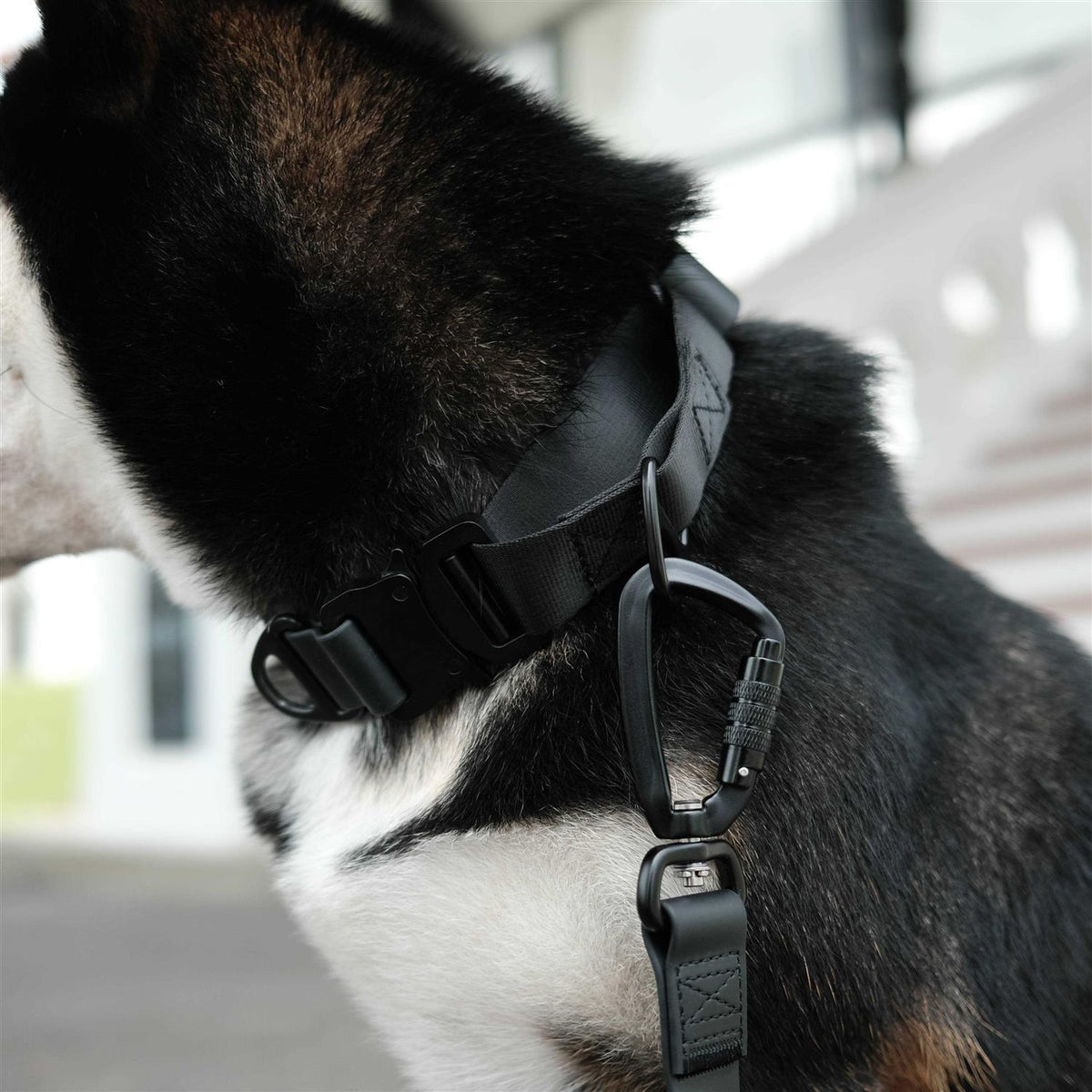 Waterproof Martingale Collar H3093