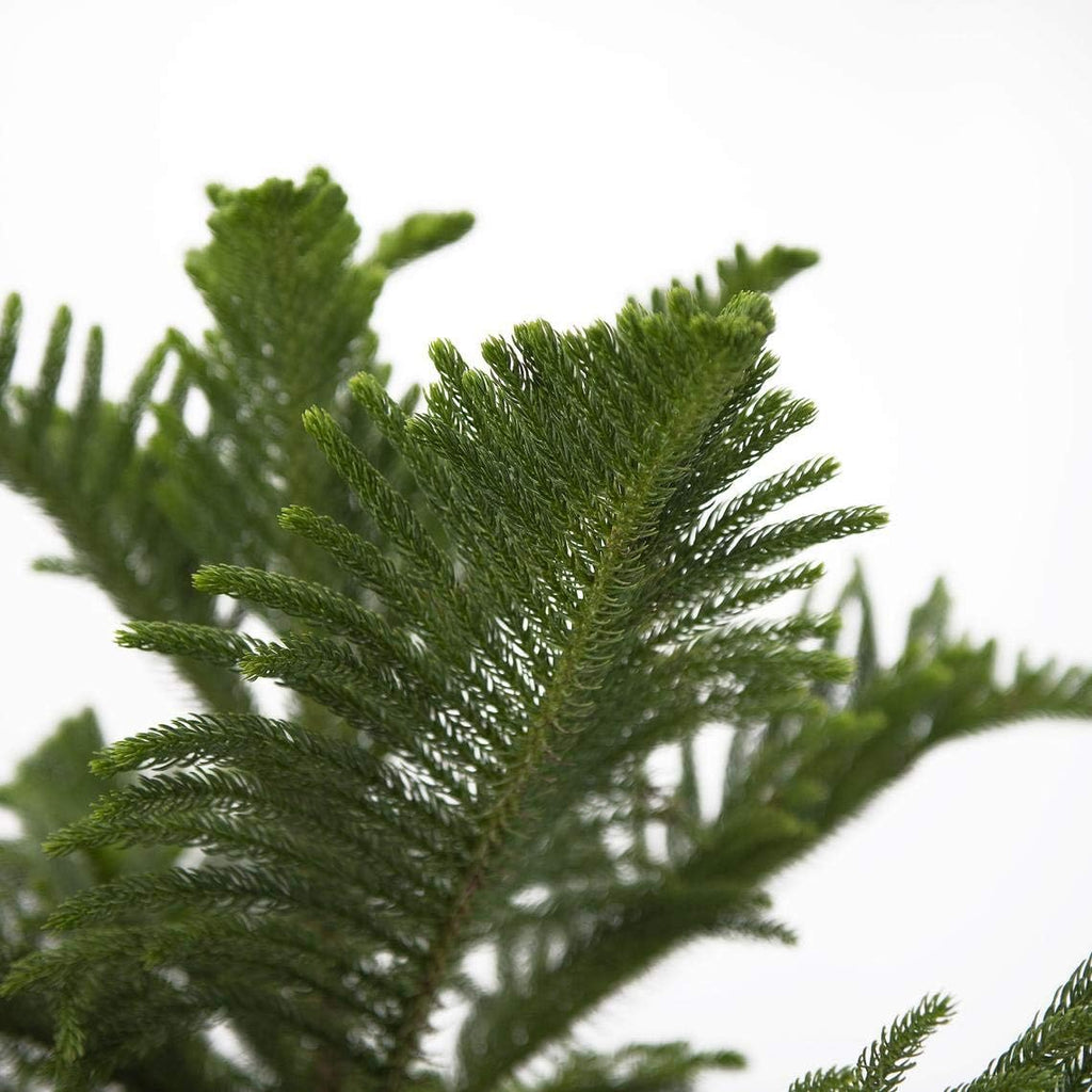 Norfolk Island Pine Real Live Plant, 3G Pot, Pack of 2 G813