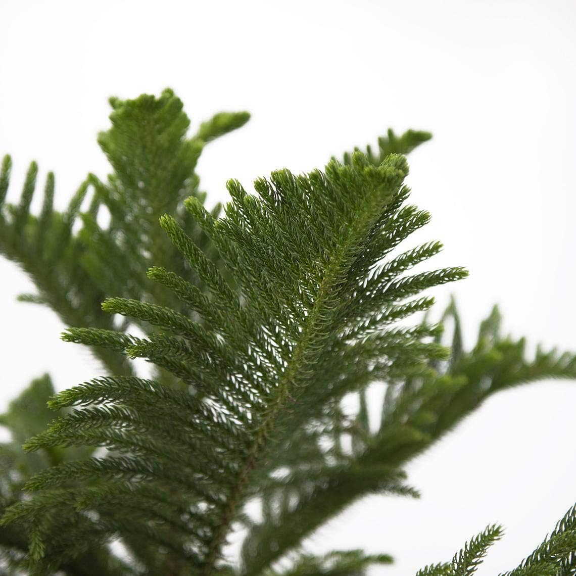 Norfolk Island Pine Real Live Plant, 3G Pot, Pack of 2 G813