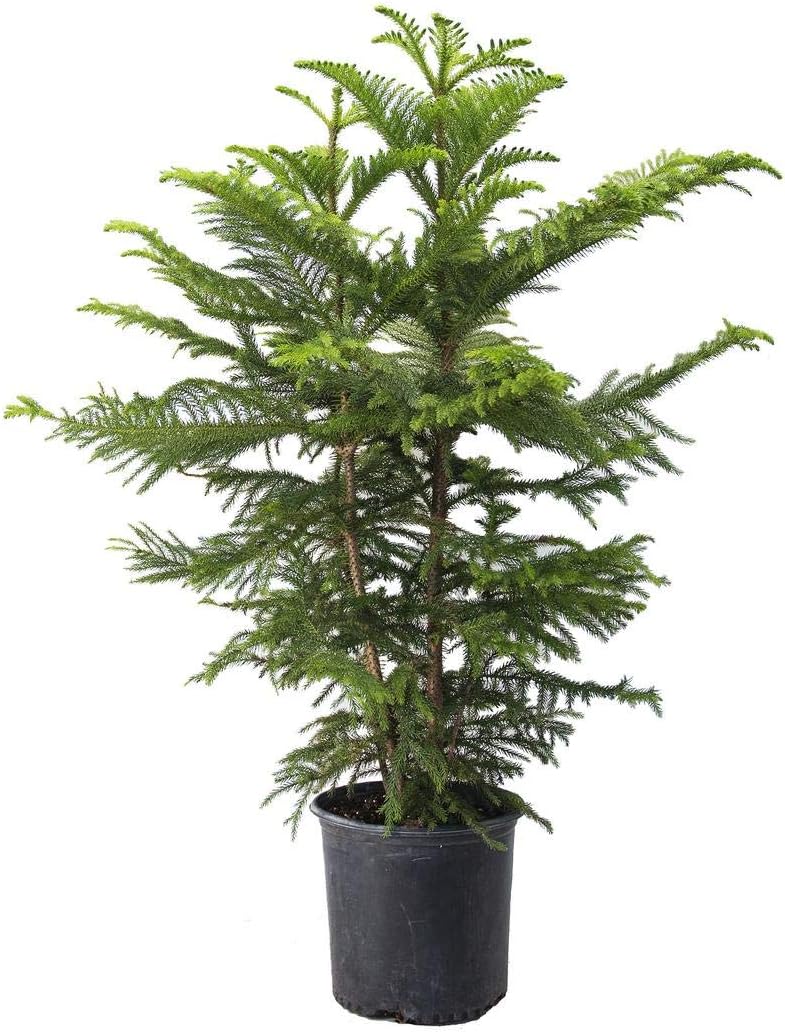 Norfolk Island Pine Real Live Plant, 3G Pot, Pack of 2 G813