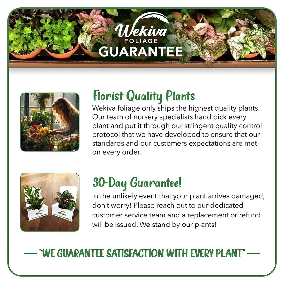 4 Live Starter Plants in 2 Inch Grower's Pot - Ficus Carica - Edible Fruit Tree X9076