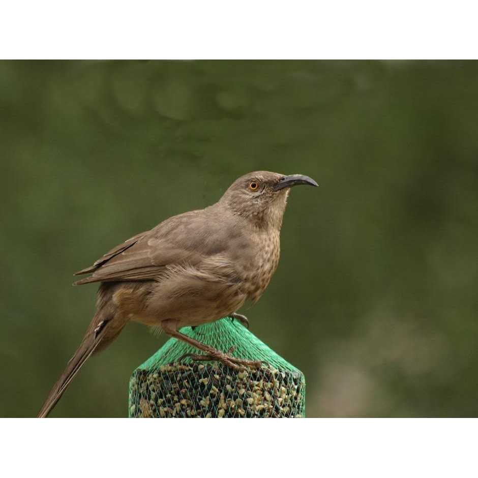Woodpecker Feast Cylinder D624