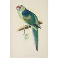 Parrots in Captivity 1884 Poster Print 24 x 36 Z710