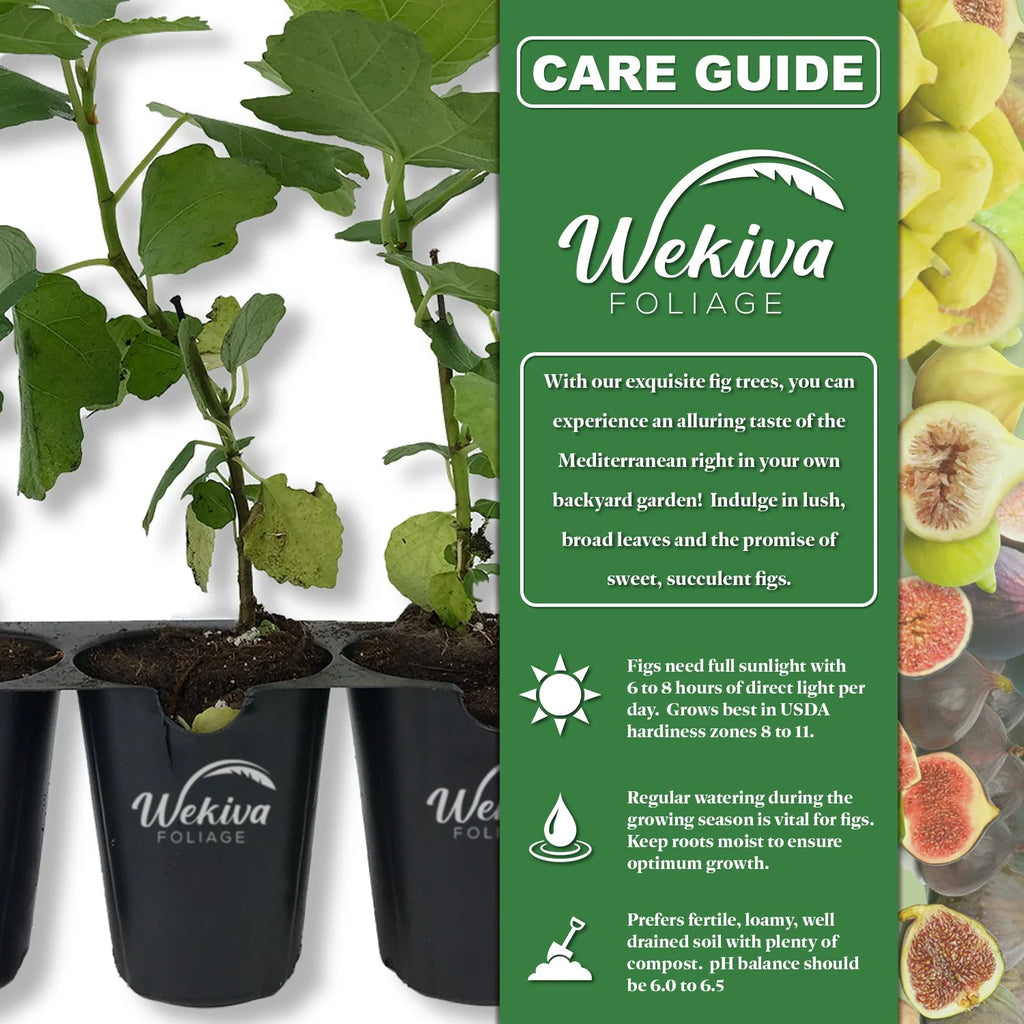 4 Live Starter Plants in 2 Inch Grower's Pot - Ficus Carica - Edible Fruit Tree X9076
