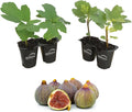 4 Live Starter Plants in 2 Inch Grower's Pot - Ficus Carica - Edible Fruit Tree X9076