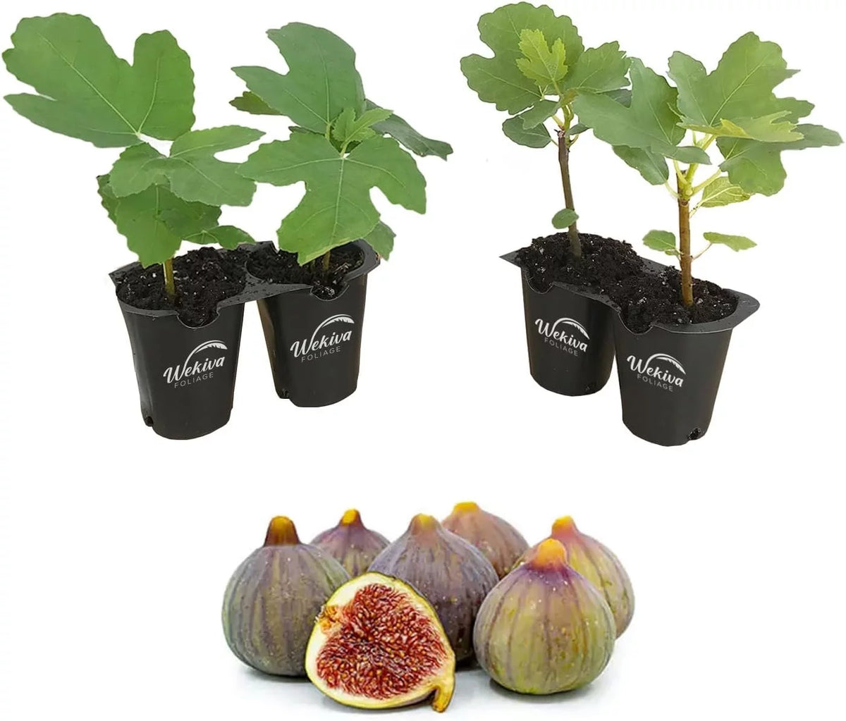 4 Live Starter Plants in 2 Inch Grower's Pot - Ficus Carica - Edible Fruit Tree X9076