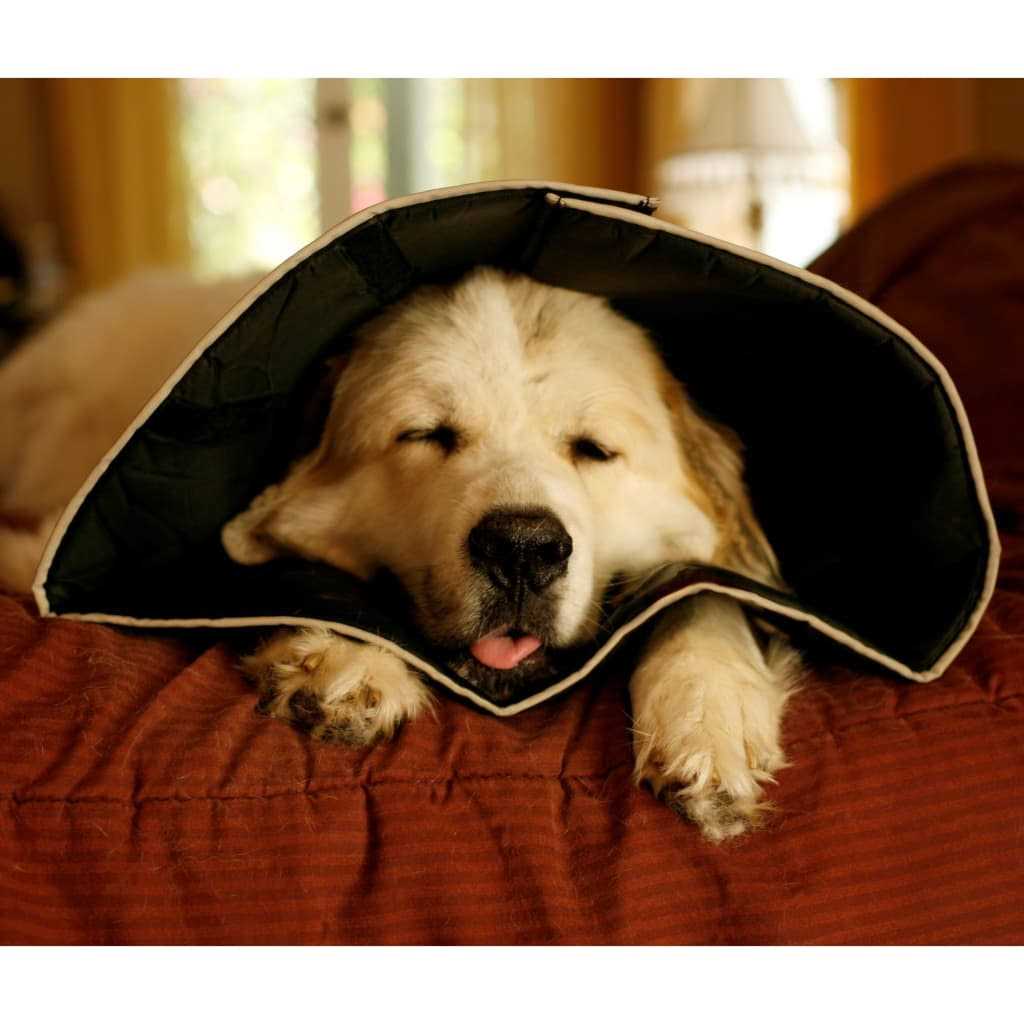 Comfy Cone Collar L1837