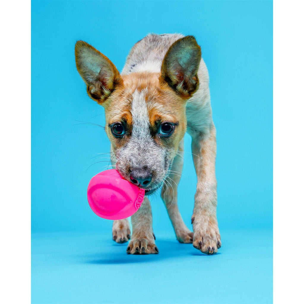 Squeaky Latex Dog Toy P7955
