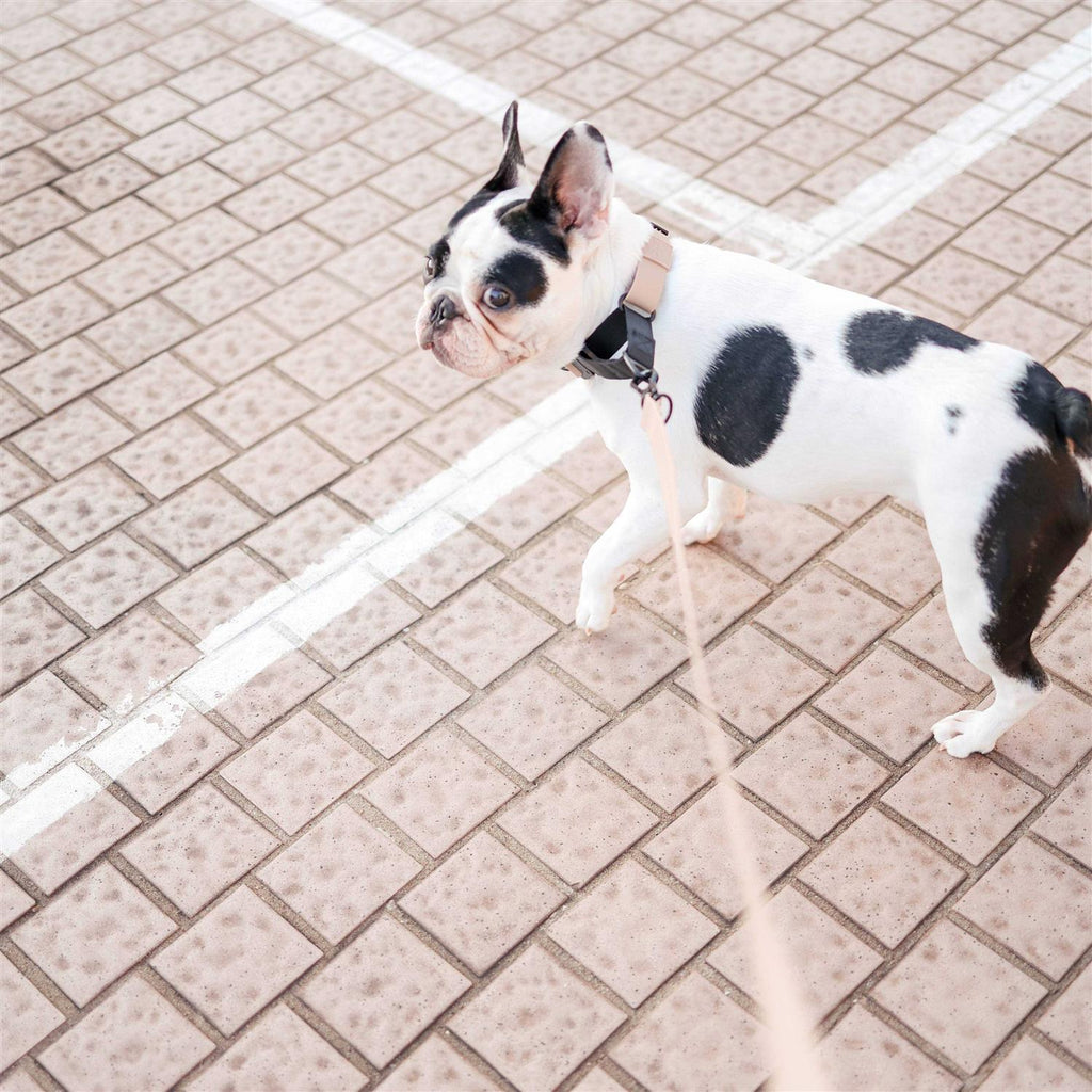Waterproof Martingale Collar H3093