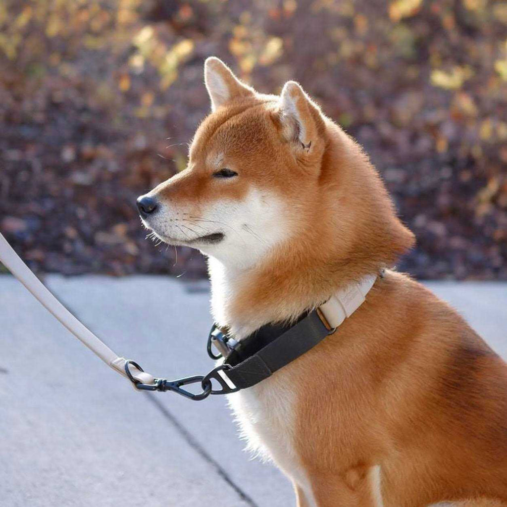 Waterproof Martingale Collar H3093