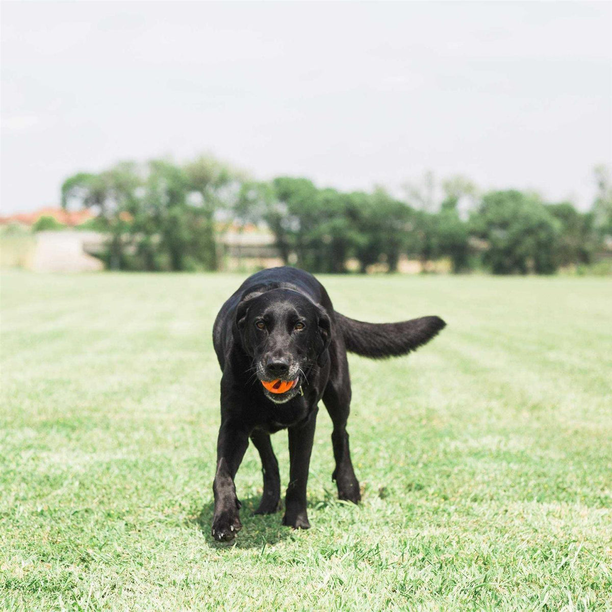 Breathe Right Fetch Ball S95961