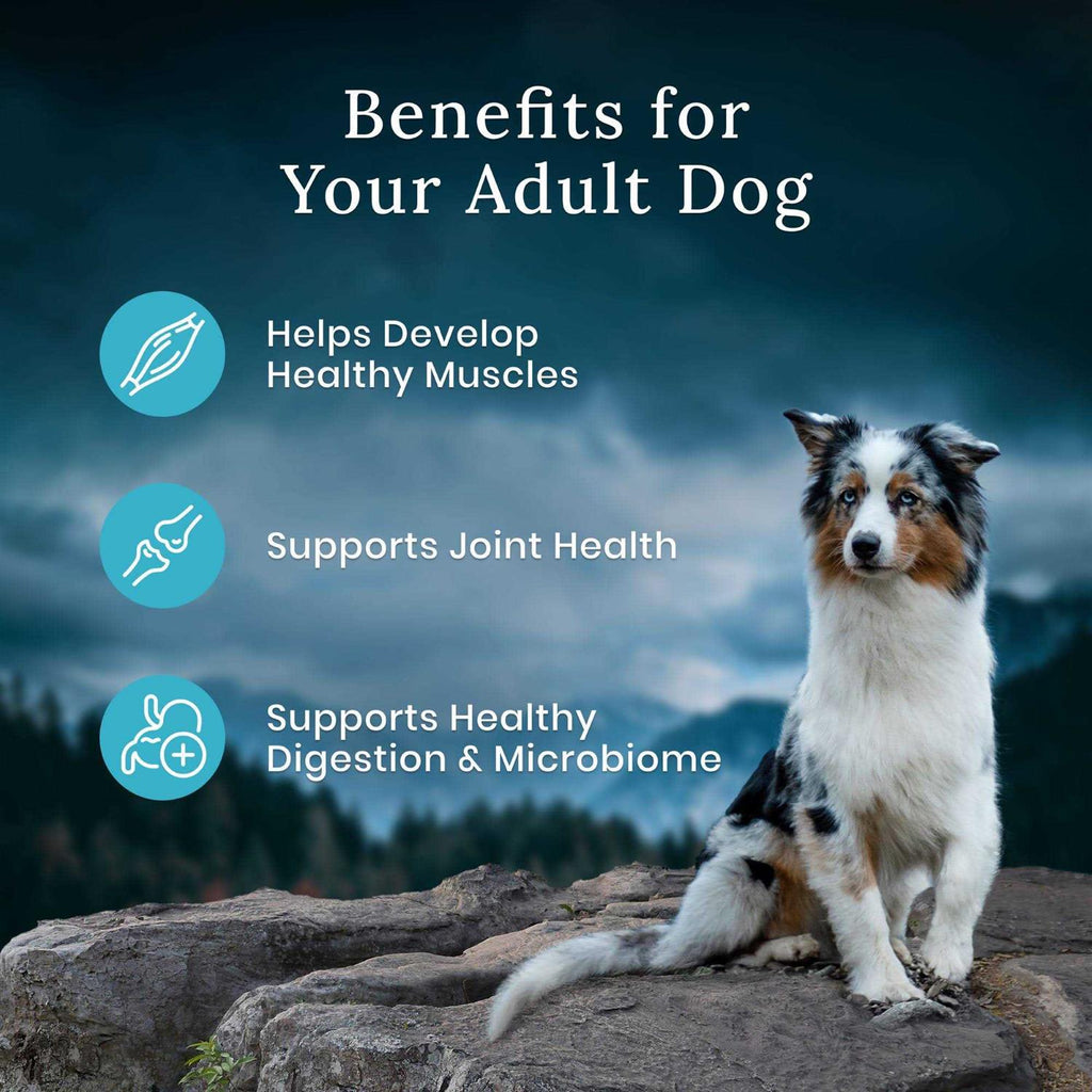 Chicken Dry Adult Dog Food M92340